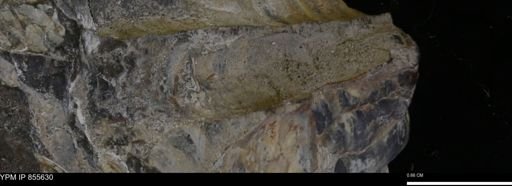 undet. Teredinidae