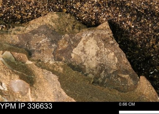 undet. Mollusca