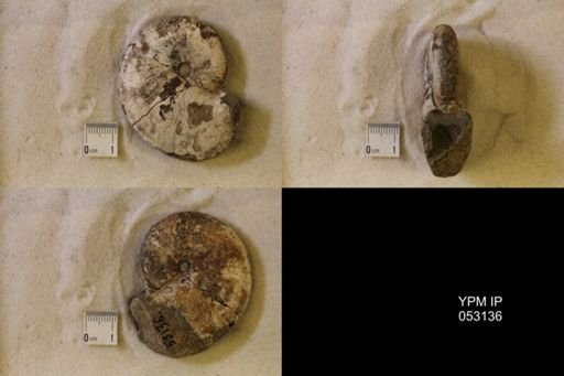Hoploscaphites nicolletii