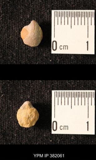 Ambocoelia planoconvexa