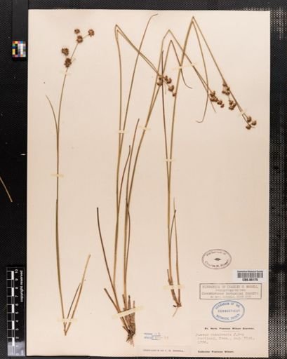 Juncus canadensis