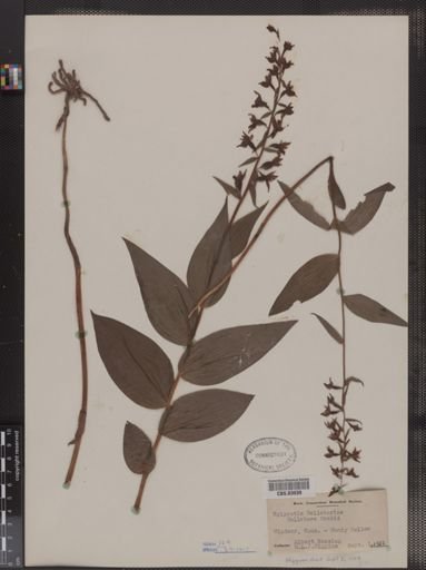 Epipactis helleborine