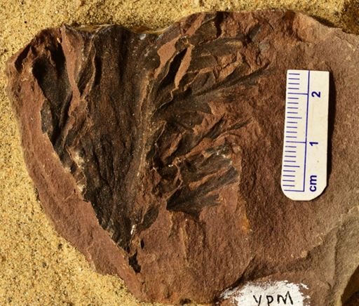 Aphlebia
