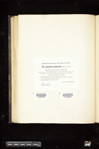 Cystoclonium purpurascens