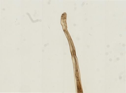 Myopsida