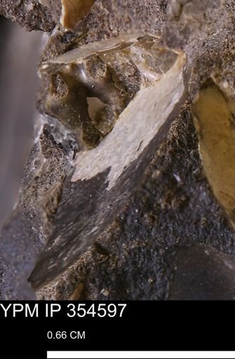 Pseudoptera subtortuosa