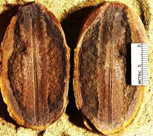Pecopteris
