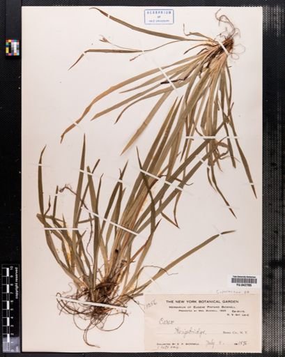 Carex