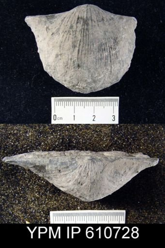 Stropheodonta sp.