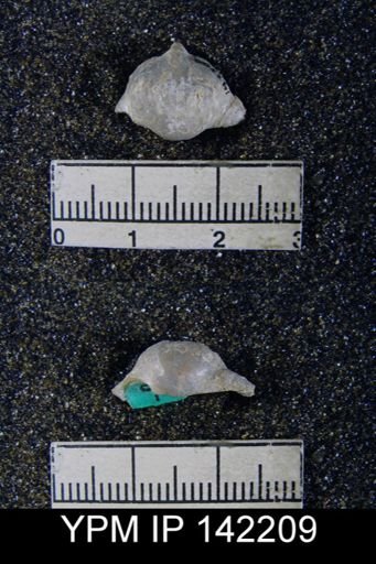 Chonetella nasuta