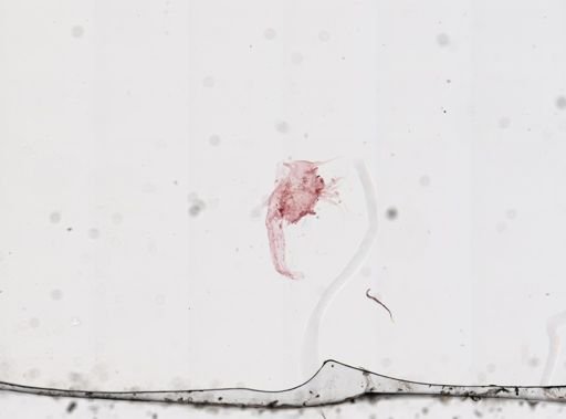 Branchipus
