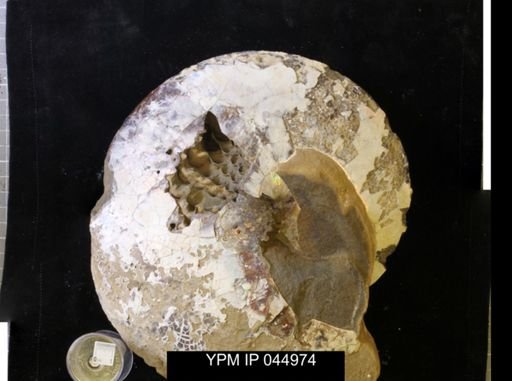 Sphenodiscus lenticularis