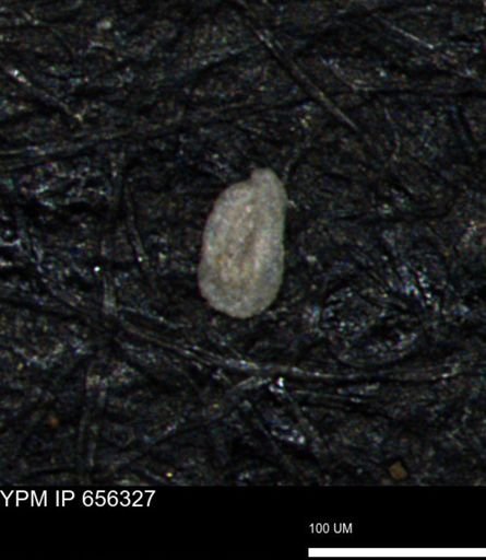Spirolocammina subcircularis