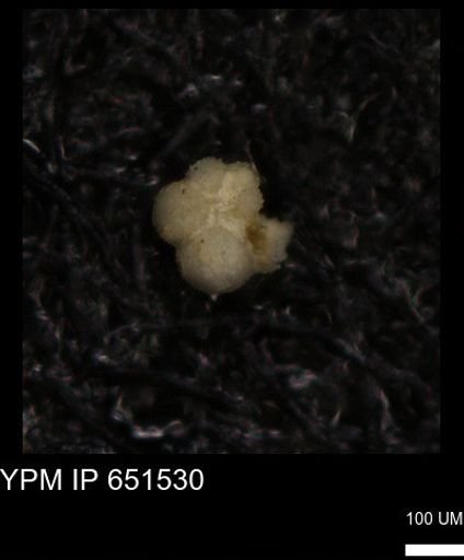 undet. Rugoglobigerinidae