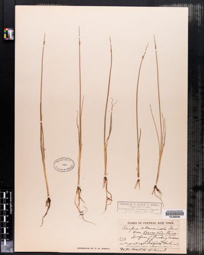 Scirpus subterminalis