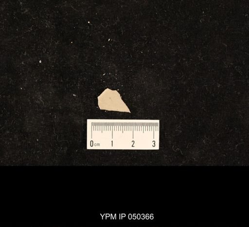 undet. Hexapoda