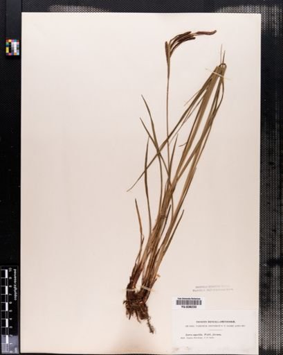 Carex aquatilis