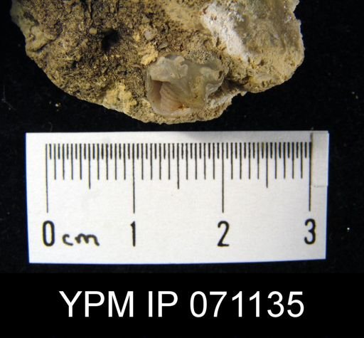 Delthyris saffordi