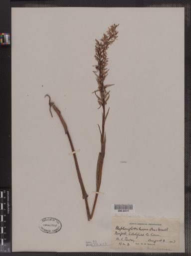 Blephariglottis lacera