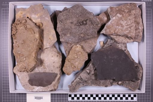 mixed taxa, stratigraphic collection