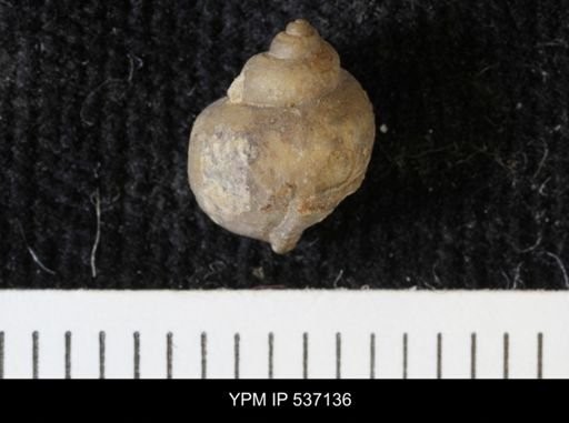 Viviparus montanaensis