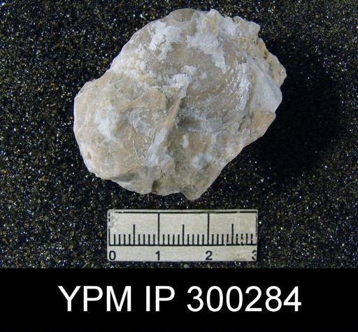 Martinia rhomboidalis