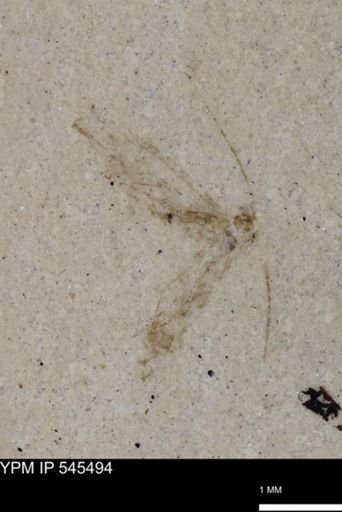Psocoptera?