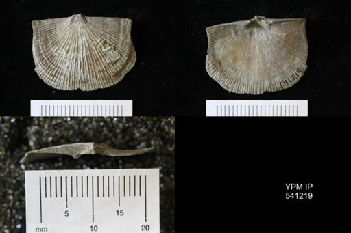 Schuchertella sp.