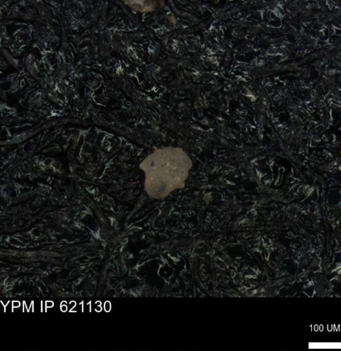 undet. Foraminiferida