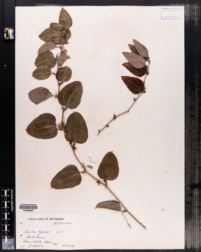Smilax glauca