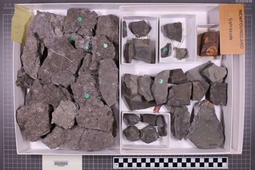 mixed taxa, stratigraphic collection