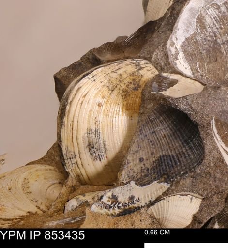 Limopsis striatopunctatus
