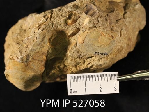 undet. Bivalvia