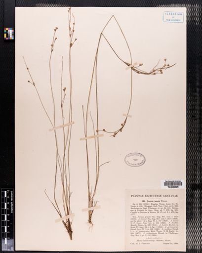 Juncus tenuis