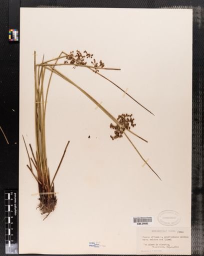 Juncus effusus