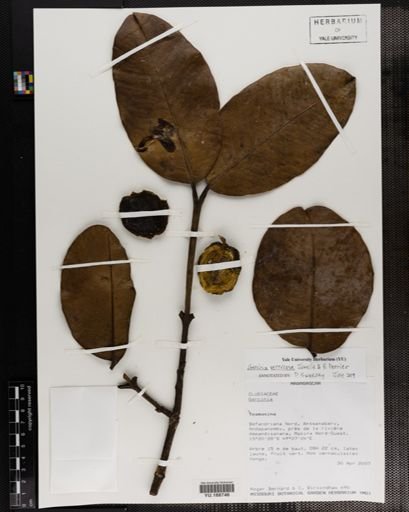 Plantae