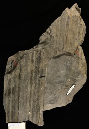 Sigillaria sp.