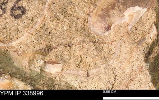 undet. Bivalvia