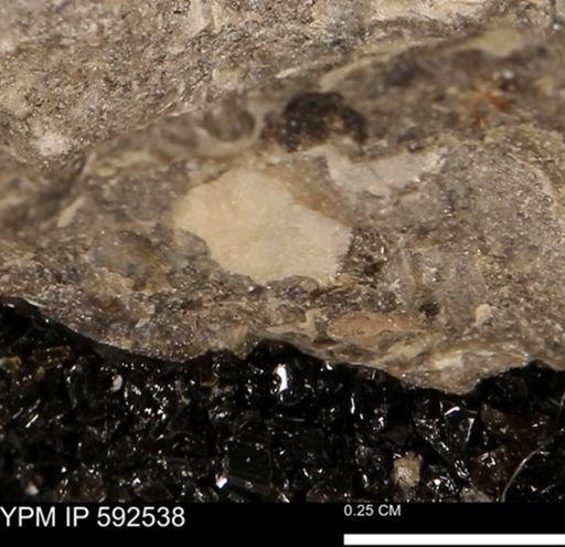 undet. Mollusca