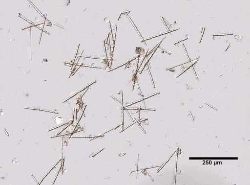 Myxilla incrustans