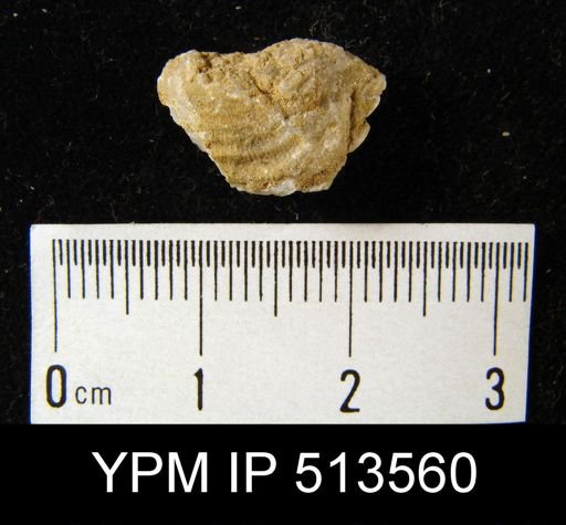 Leptaena sp.