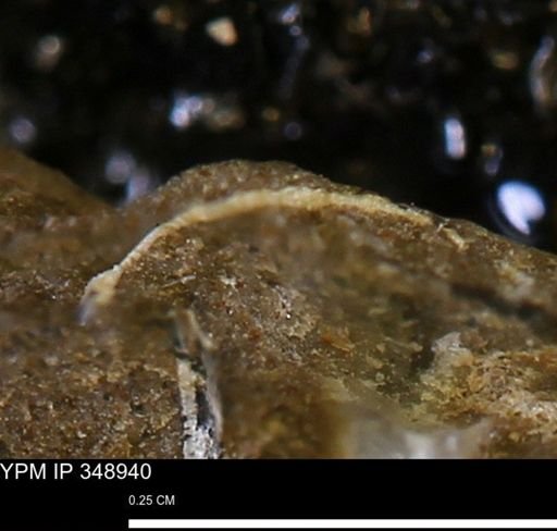 undet. Bivalvia