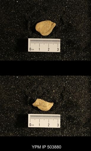 Astartella concentrica