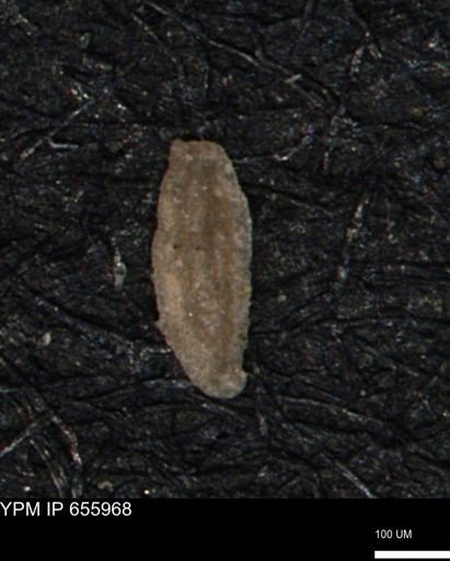 Miliammina manitobensis