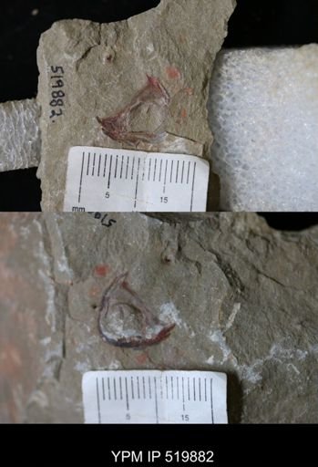 undet. Trilobita