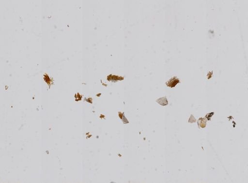Amnicola dupotetiana