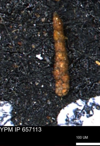 Ammobaculoides phaulus