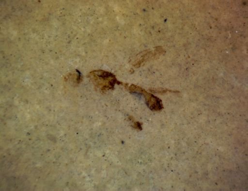 undet. Pterygota