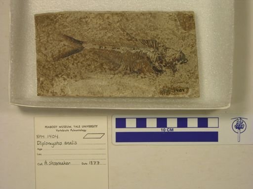 Diplomystus analis