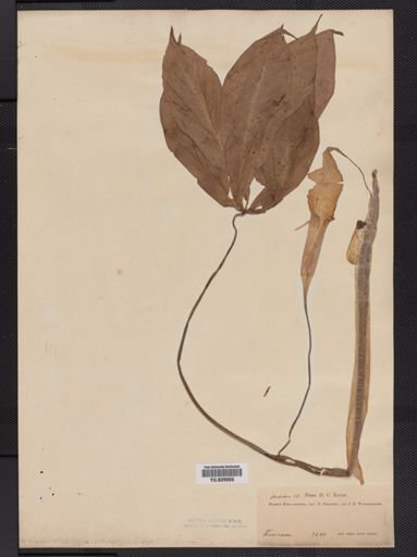 Arisaema